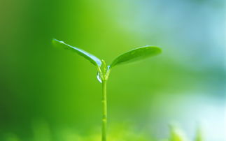 嫩芽精灵的力量：让你的植物更加健康茂盛,嫩芽精灵的力量：让你的植物更加健康茂盛,第2张