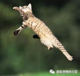 鹦鹉：不仅仅是一种鸟类,鹦鹉：不仅仅是一种鸟类,第3张