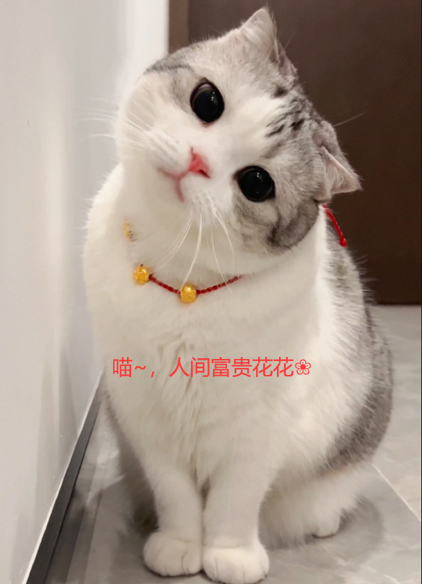 [MySQL]数据库原理2，Server，DataBase，Connection，latin1、UTF-8，gb2312，Encoding，Default Collation——喵喵期末不挂科,第4张