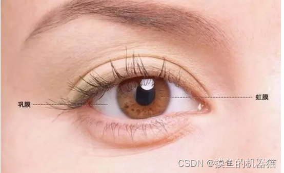 opencv 十五 红外图像中虹膜的提取,在这里插入图片描述,第2张