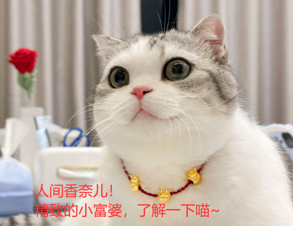 [MySQL]数据库原理2，Server，DataBase，Connection，latin1、UTF-8，gb2312，Encoding，Default Collation——喵喵期末不挂科,第1张